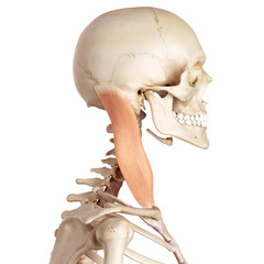 medical accurate illustration of the sternocleidomastoid