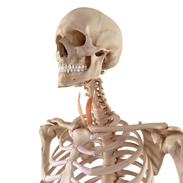 medical accurate illustration of the sternothyroid