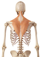 medical accurate illustration of the trapezius