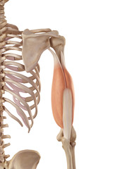 medical accurate illustration of the triceps