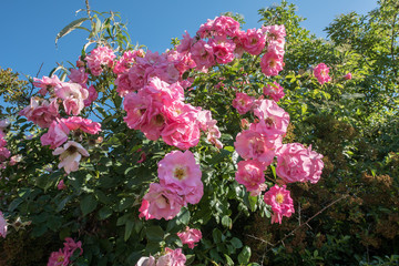 Busch mit rosa Heckenrosen