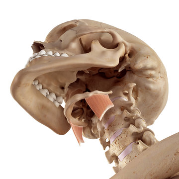medical accurate illustration of the thyrohyoid
