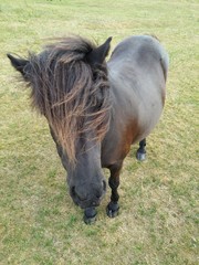 Kucyk brązowy © dagabu