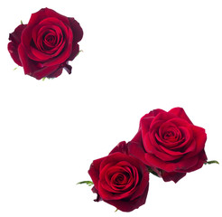 three dark  red rose