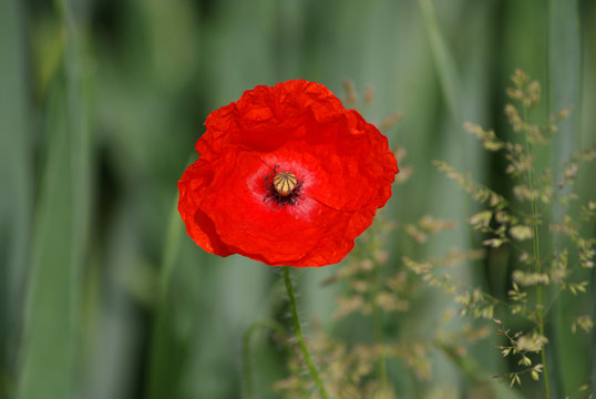 Mohnblume