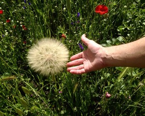 Dandelion gigante