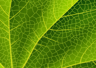 Obraz premium Green leaf texture