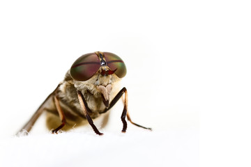 Bremse vor weißem Hintergrund