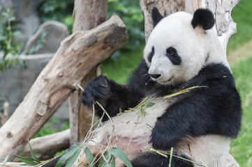 Fototapeta premium Giant Panda