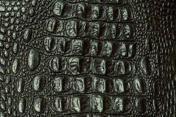 The texture of crocodile skin 