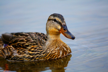 landscape wildlife duck drakes