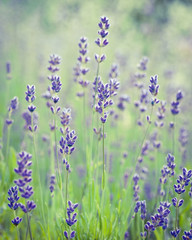 Beautiful Lavender Flower. Soft Focus. Retro stylized photo.