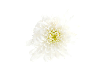 White Chrysanthemum Flower as Background Uses.