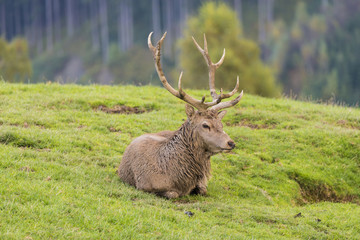 Hirschbrunft - Rothirsch