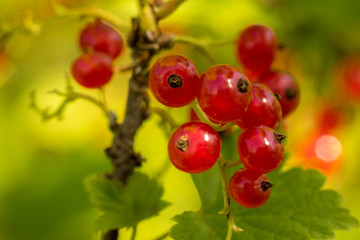 Red Currant berries on a bush closeup