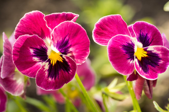 Heartsease (Viola tricolor) fine flowers against a greenish background