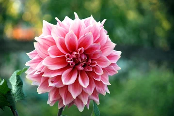 Crédence de cuisine en verre imprimé Dahlia Fleur de dahlia rose et blanc