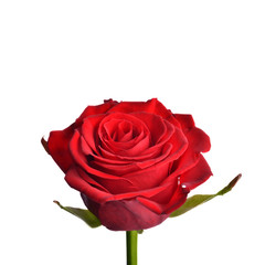One red rose, side view