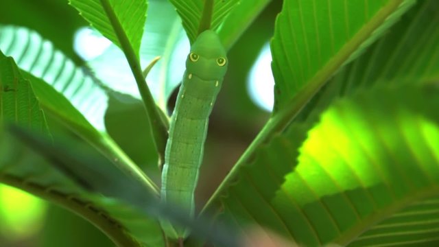 Caterpillar, Worms crawl and eating lush leaves in a completely rich natural
