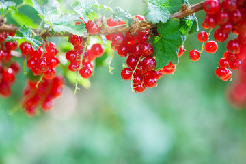 Johannisbeeren am Strauch sind reif