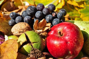 Naklejka na ściany i meble Still-life picture with autumn fruits.