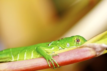 Macro of a green lizard