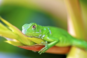 Fototapeta premium Green Lizard Macro