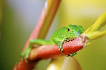 Macro of a green lizard
