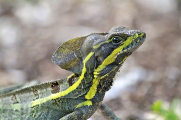 Young Common Basilisk Lizard