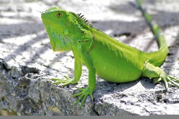 Green Adult lizard