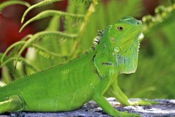 Green Adult lizard