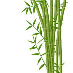 Fototapeta na wymiar Green bamboo stems with leaves isolated on white background