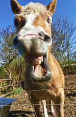 happy horse