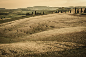 Fototapeta premium summer landscape of Tuscany, Italy.