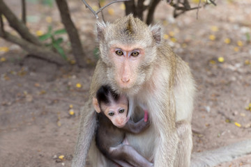 Fototapeta premium Asing Monkey mother hugging baby on the breast.