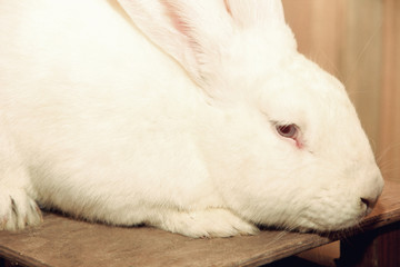 White rabbit muzzle.
