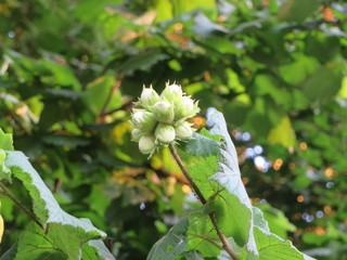 Haselnusszweig Makro