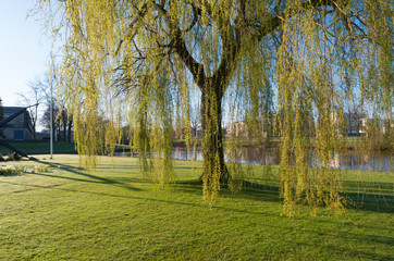 weeping willow