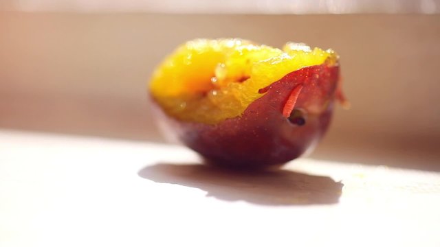 worm in the fruit eats plum