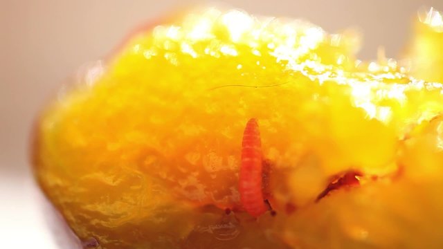 worm in the fruit eats plum