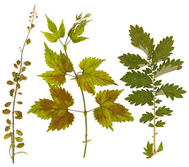 Set of wild dry pressed flowers and leaves
