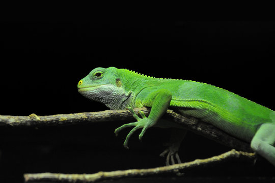 Green lizard on a branch against a black background
