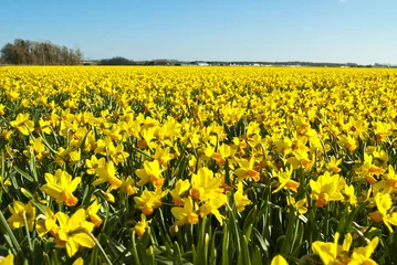 Papier Peint photo Narcisse field of bright yellow daffodils