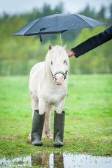 Little shetland pony wearing wellies and standing under umbrella in a rainy day