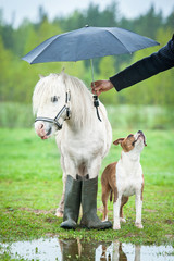 Fototapeta premium Little pony with a dog standing under umbrella in a rainy day