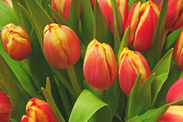 Fototapeta premium tulips