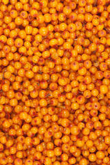 sea-buckthorn