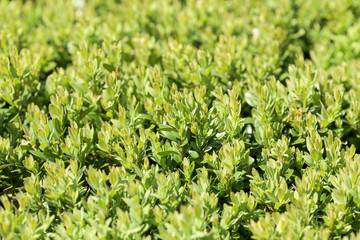 Green Fresh Laurel Bush Leaves Hedge