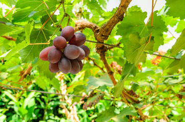 mini grape