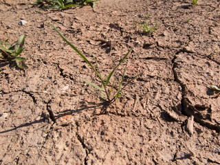 Dry Cracked Earth Background